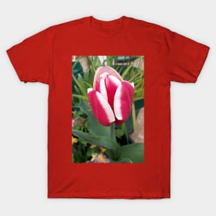 Red Tulip Flower With White Edges T-Shirt